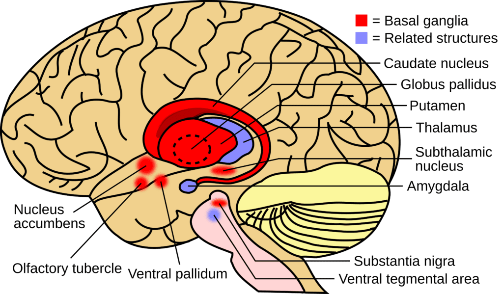 Basal ganglia의 이미지를 wikipedia에서 가져온 모습